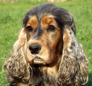 Fashion sobel cocker spaniel